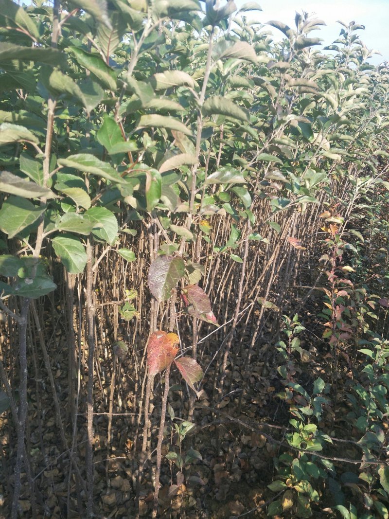 苹果苗华硕苹果苗早熟华硕苹果苗基地直供货真价实