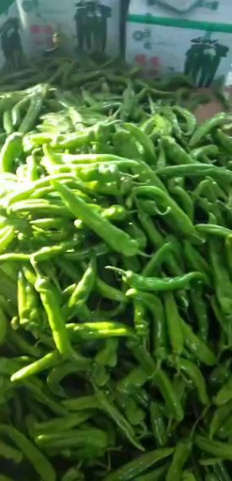 各种蔬菜已经大量上市欢迎新老客户前来合作