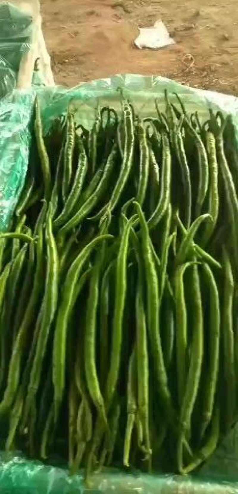 各种蔬菜已经大量上市欢迎新老客户前来合作