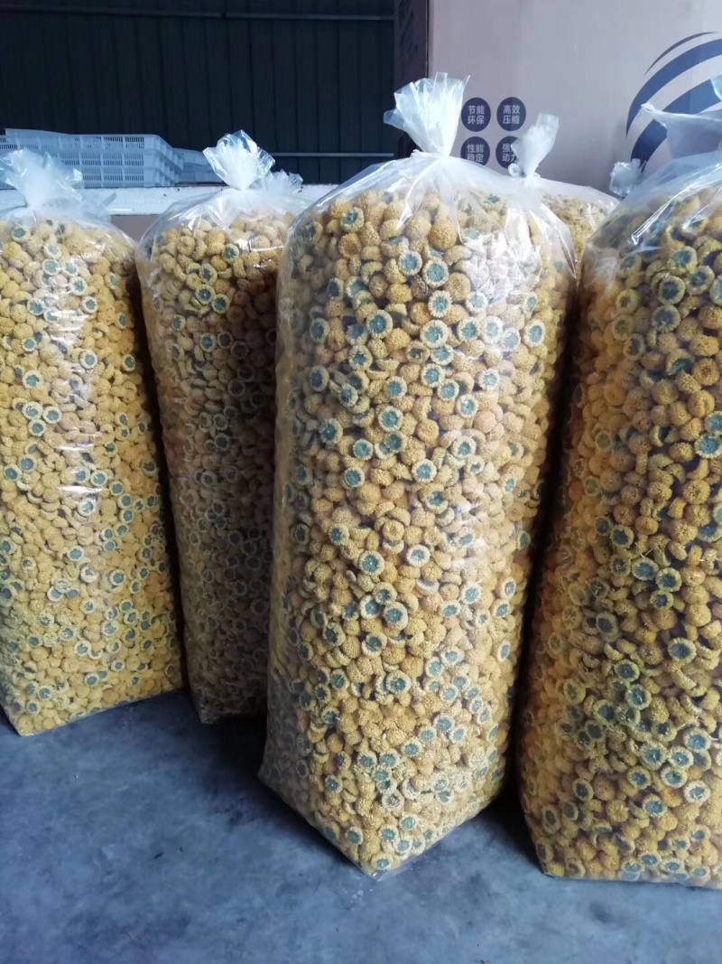 大黄菊