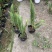 肾蕨，肾厥草，蜈蚣草，四川肾厥价格，成都肾厥批发