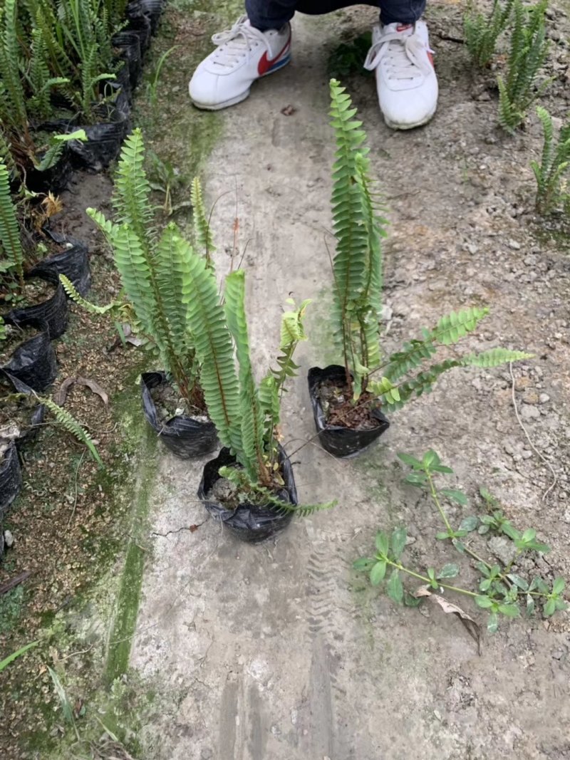 肾蕨，肾厥草，蜈蚣草，四川肾厥价格，成都肾厥批发
