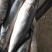 胎鲅鱼鲅鱼胎鲅鱼厂家