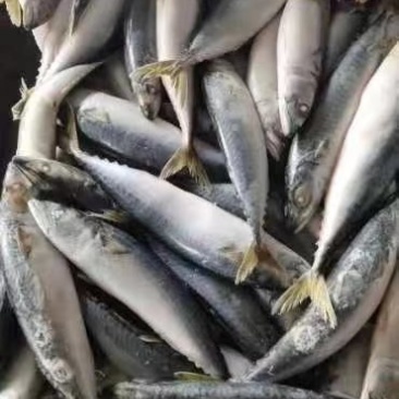 胎鲅鱼鲅鱼胎鲅鱼厂家