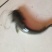 青鱼苗，各种名贵鱼苗(抗病力强，成活高，品种纯，长势快)