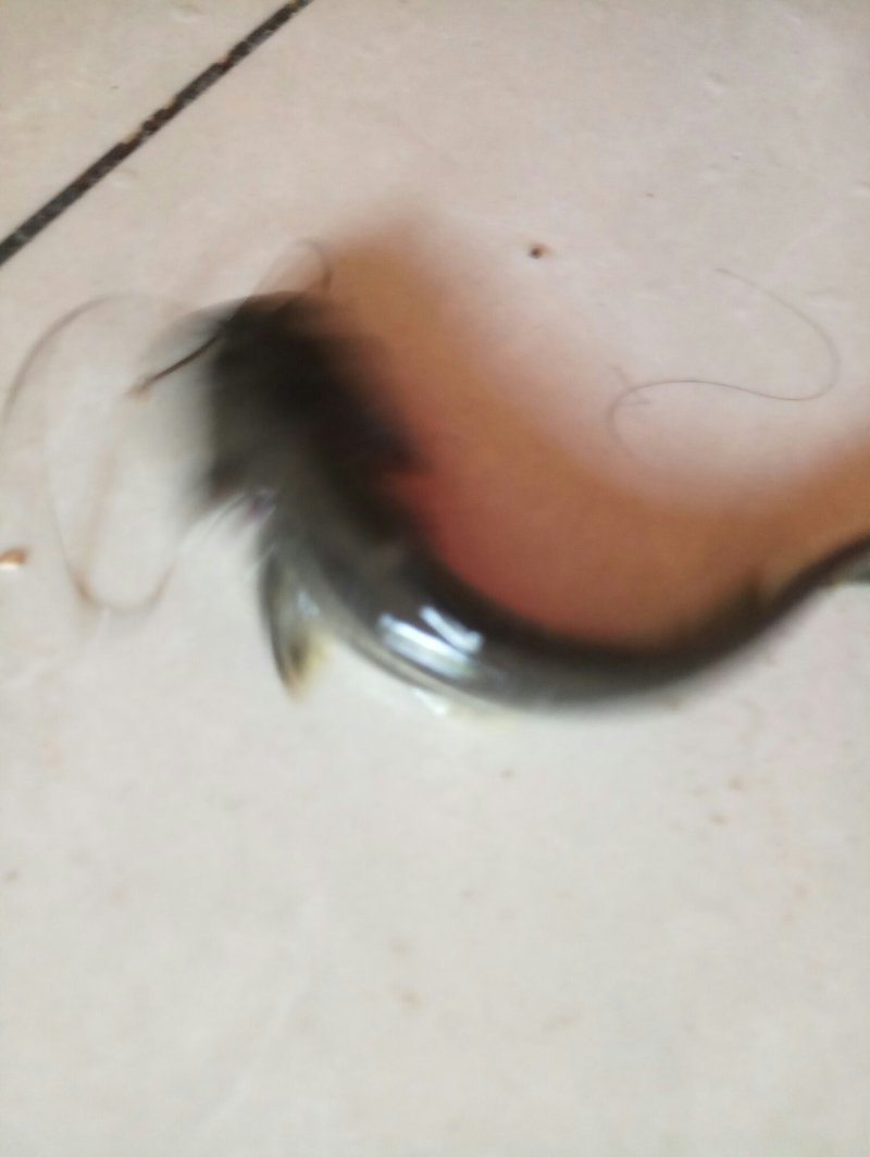 青鱼苗，各种名贵鱼苗(抗病力强，成活高，品种纯，长势快)