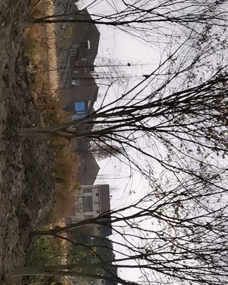 榉树