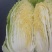黄心白菜毛菜净菜市场，电商，加工厂，赶大集等