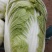 黄心白菜毛菜净菜市场，电商，加工厂，赶大集等