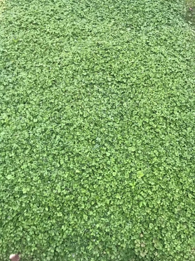 红花醡浆草，醡浆草，四川醡浆草价格，成都醡浆草批发