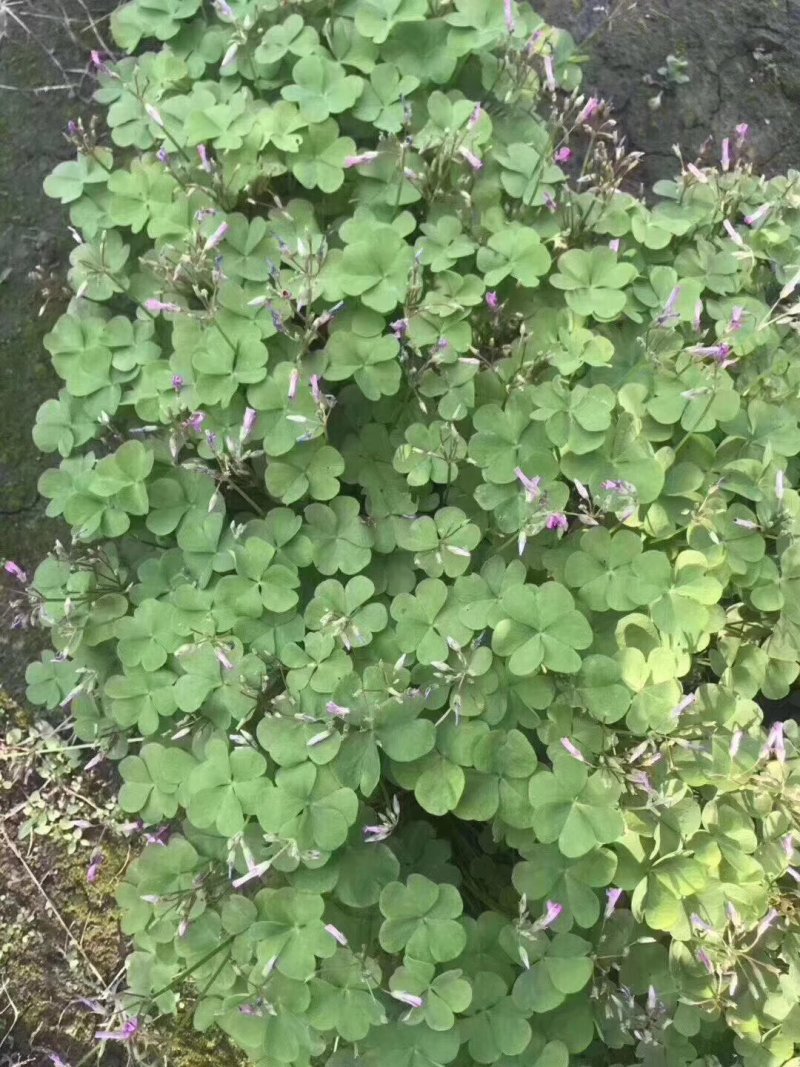 红花醡浆草，醡浆草，四川醡浆草价格，成都醡浆草批发