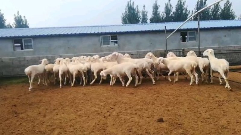 肉羊，湖羊，湖羊价格，湖羊活体肉羊羊羔肉羊崽