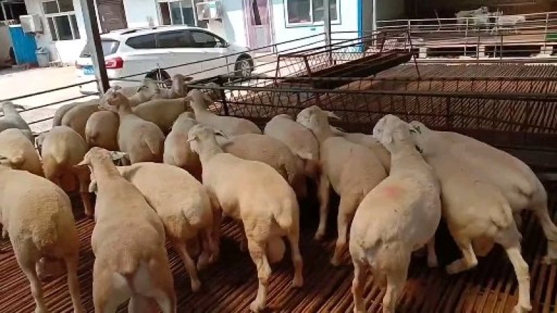 肉羊，湖羊，湖羊价格，湖羊活体肉羊羊羔肉羊崽