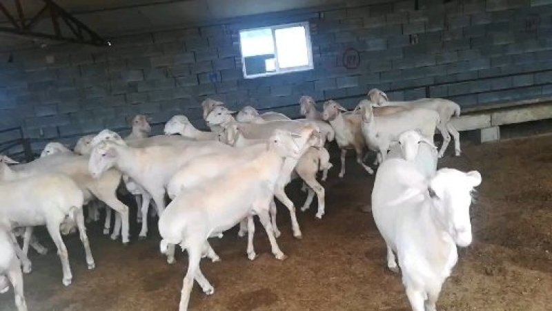 肉羊，湖羊，湖羊价格，湖羊活体肉羊羊羔肉羊崽