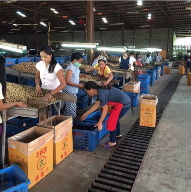 桂圆干批发厂家直供货源充足品质好价格优