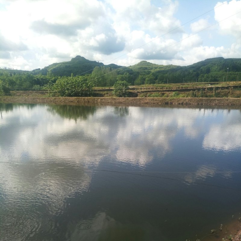 草鱼苗(品种纯，长势快，耗氧低，抗病力强)