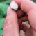 大荔黄花菜种苗，沙苑大白条精货，产地现挖现分特价精品