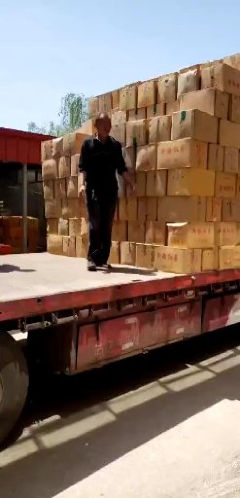 电商对接新疆红枣厂家直供质优价廉量大从优