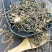 威灵仙正品威灵仙水洗货支持药检