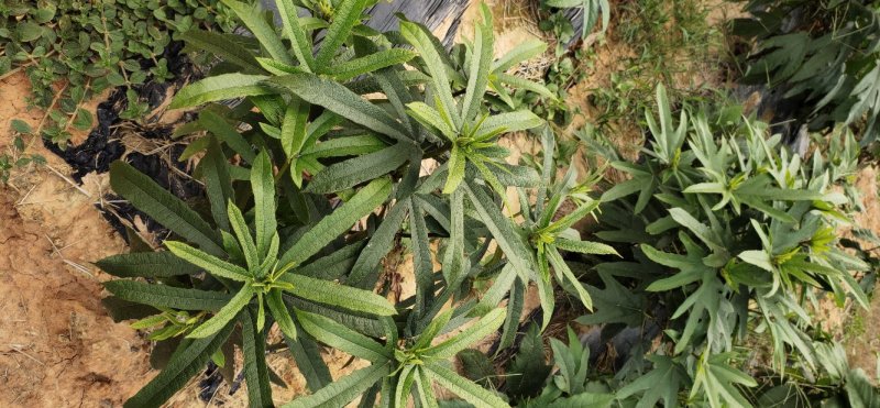 【有好货】五指毛桃地苗，品种靓，免费提供技术跟踪服务