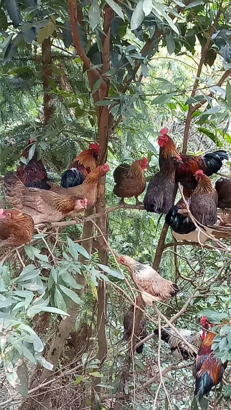 龙胜凤鸡