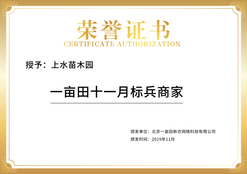 榉树小苗价格2元，金坛基地，红榉树小苗批发大量有货