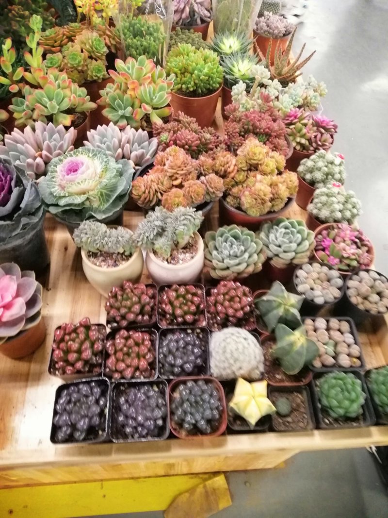 多肉植物