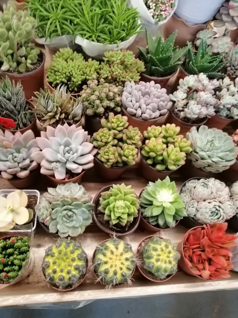 多肉植物