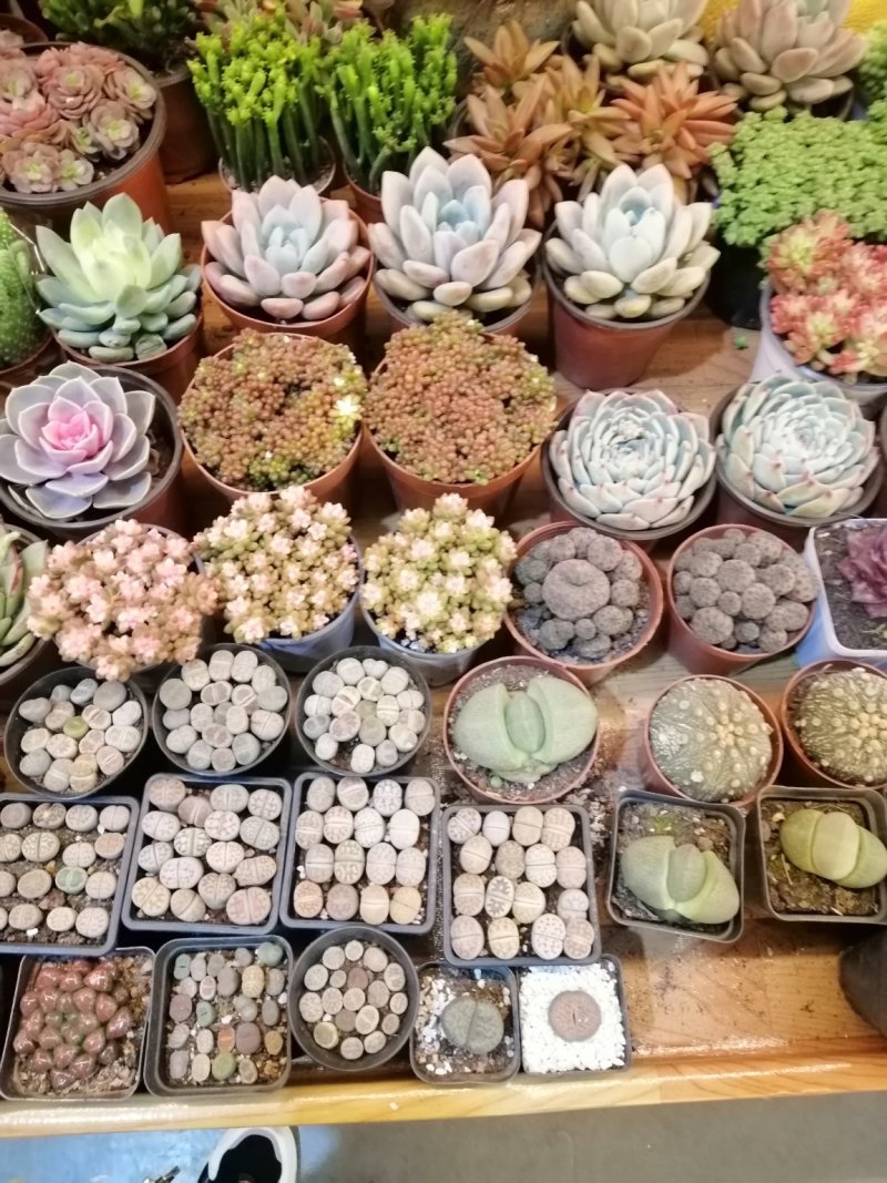 多肉植物