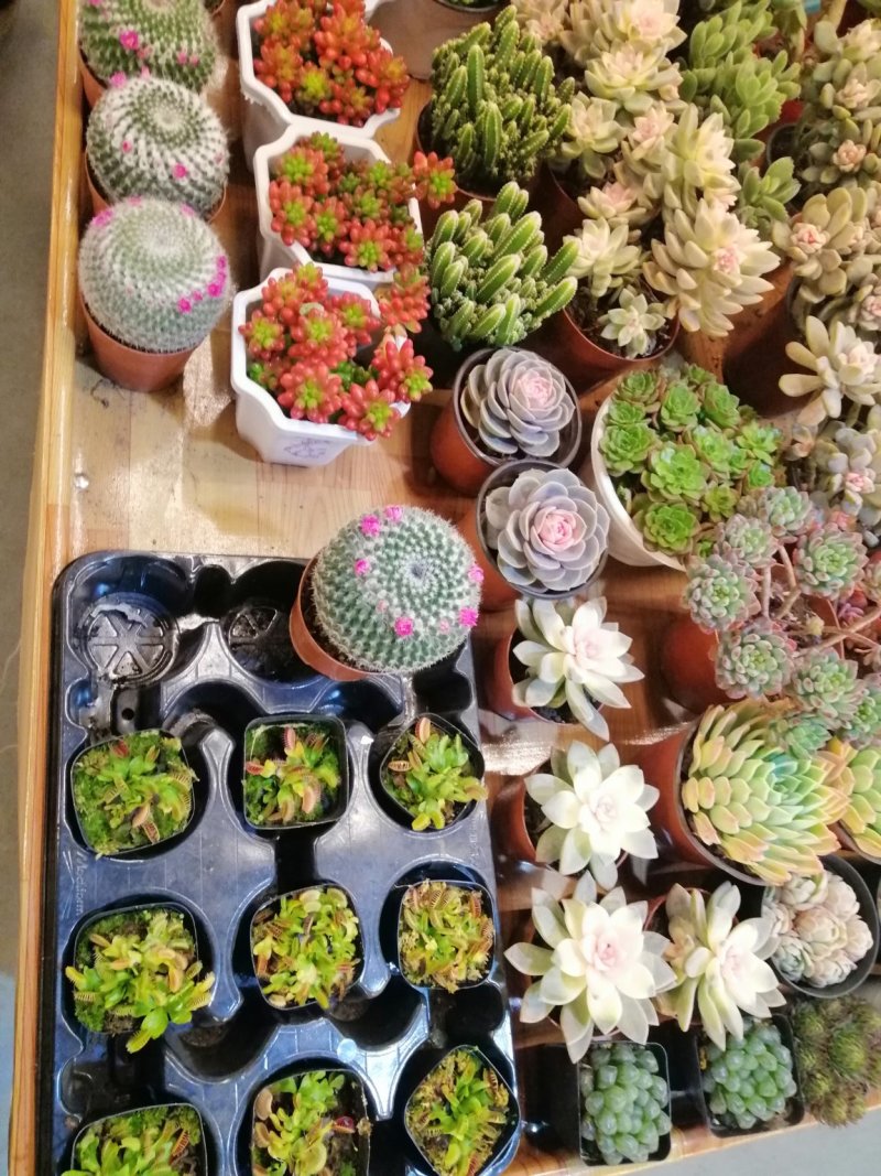 多肉植物