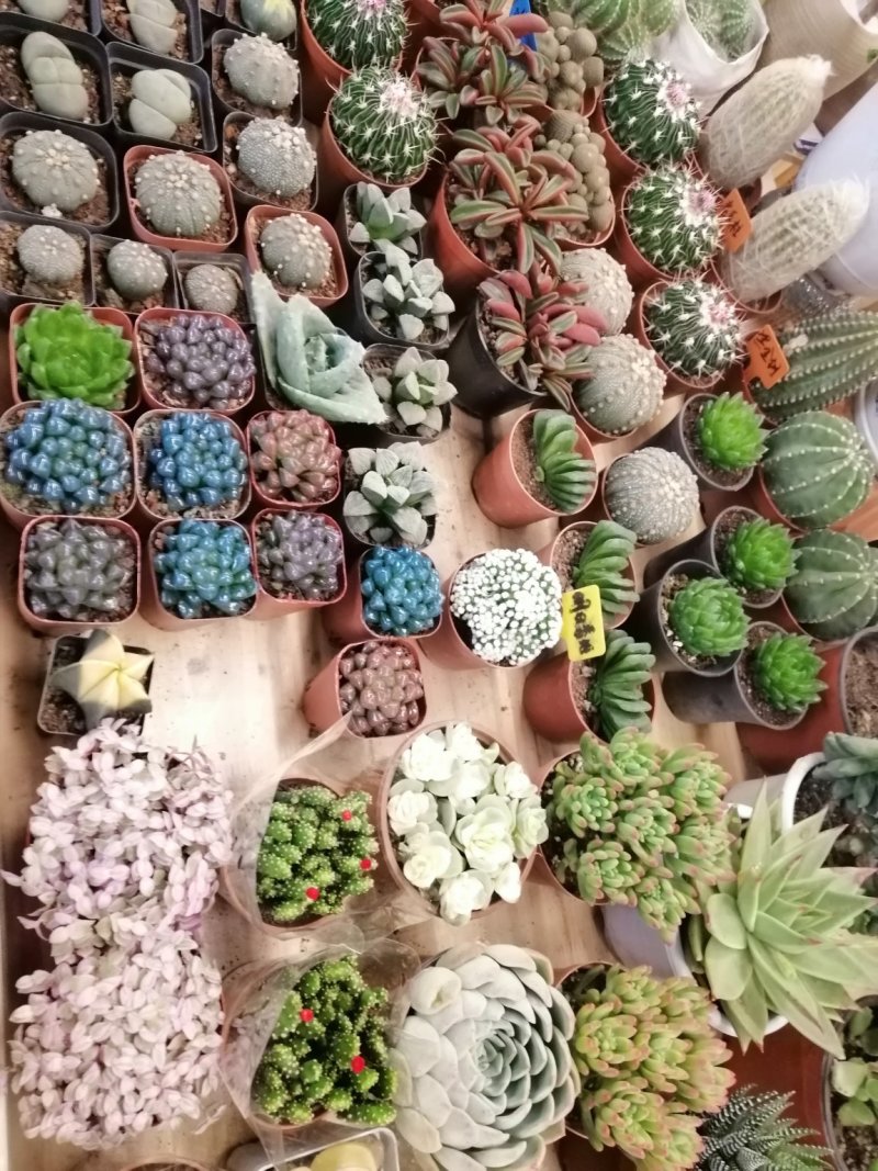 多肉植物
