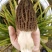 2020新鲜羊肚菌农户自种现摘现发