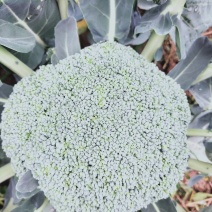 精品西兰花，阳光，绿云，