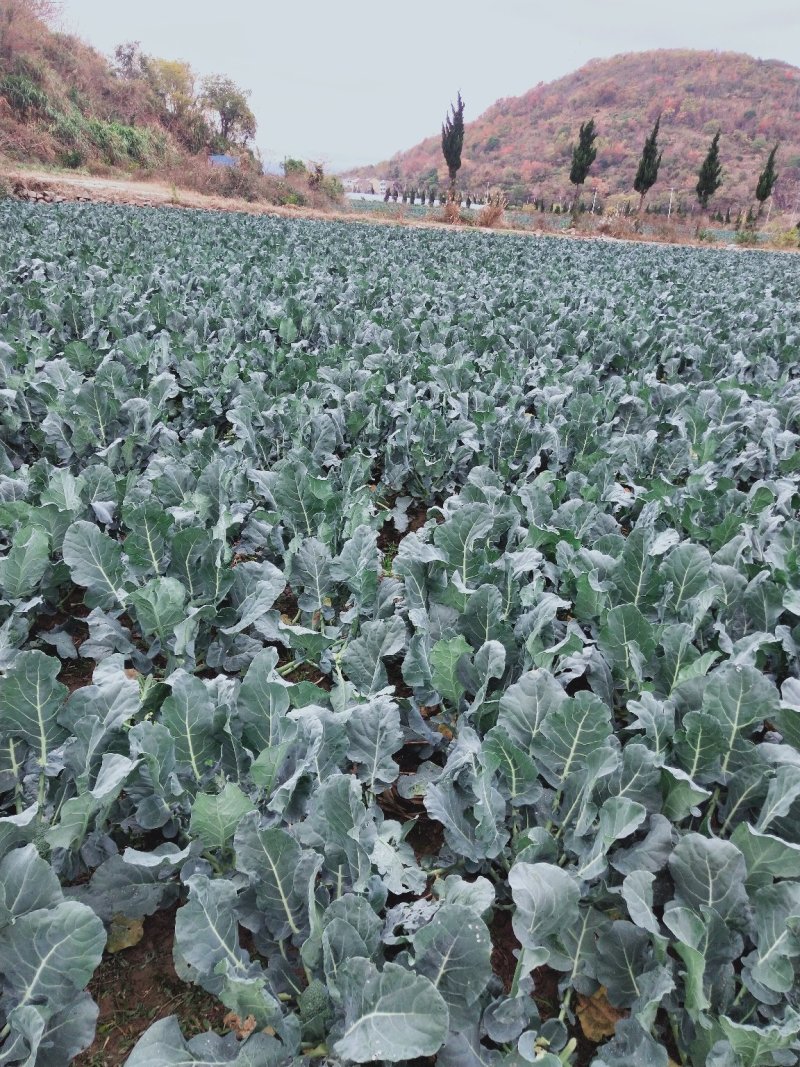 精品西兰花，阳光，绿云，