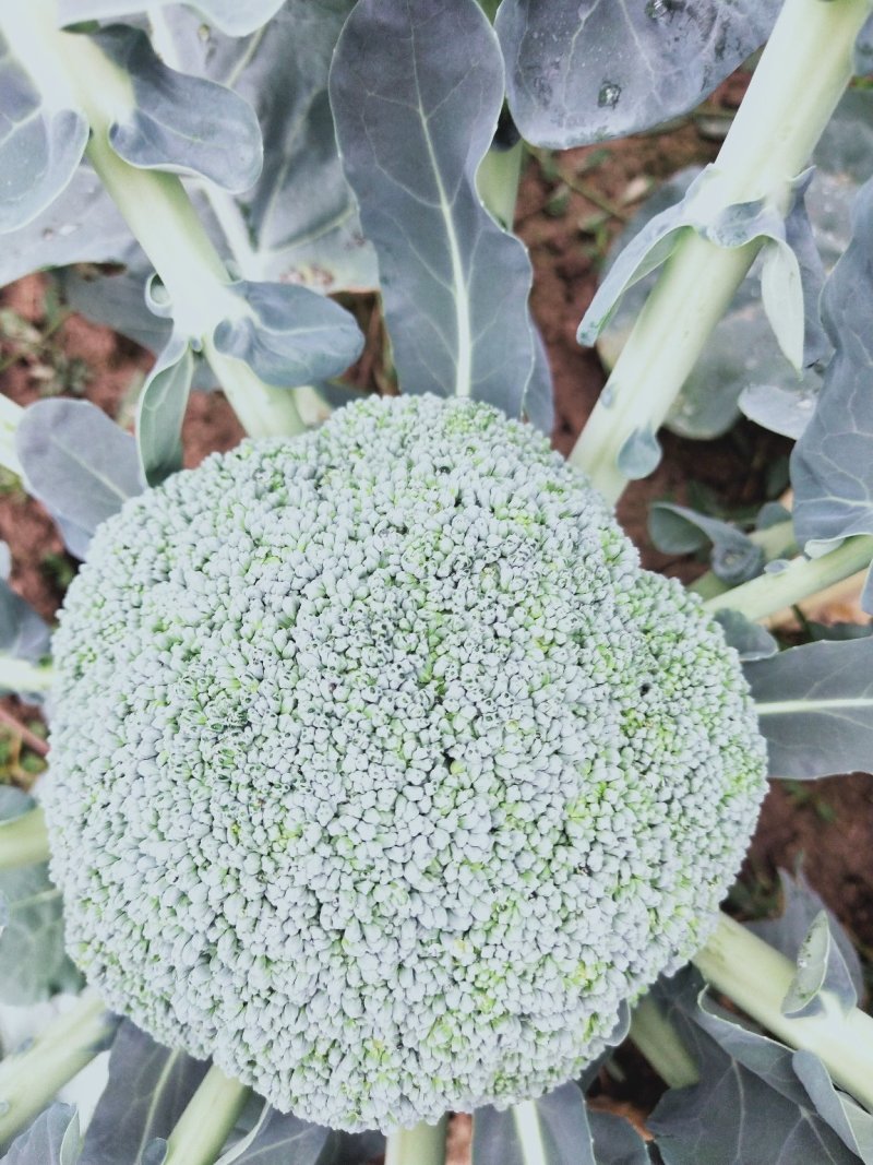 精品西兰花，阳光，绿云，