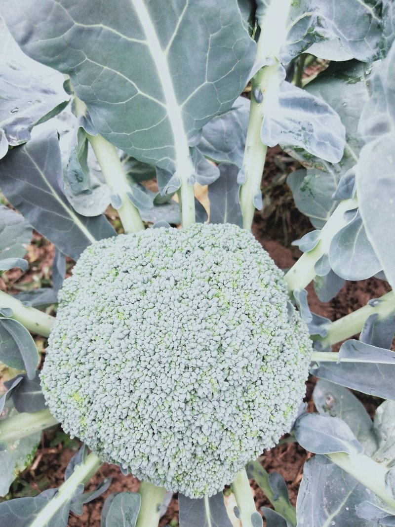 精品西兰花，阳光，绿云，