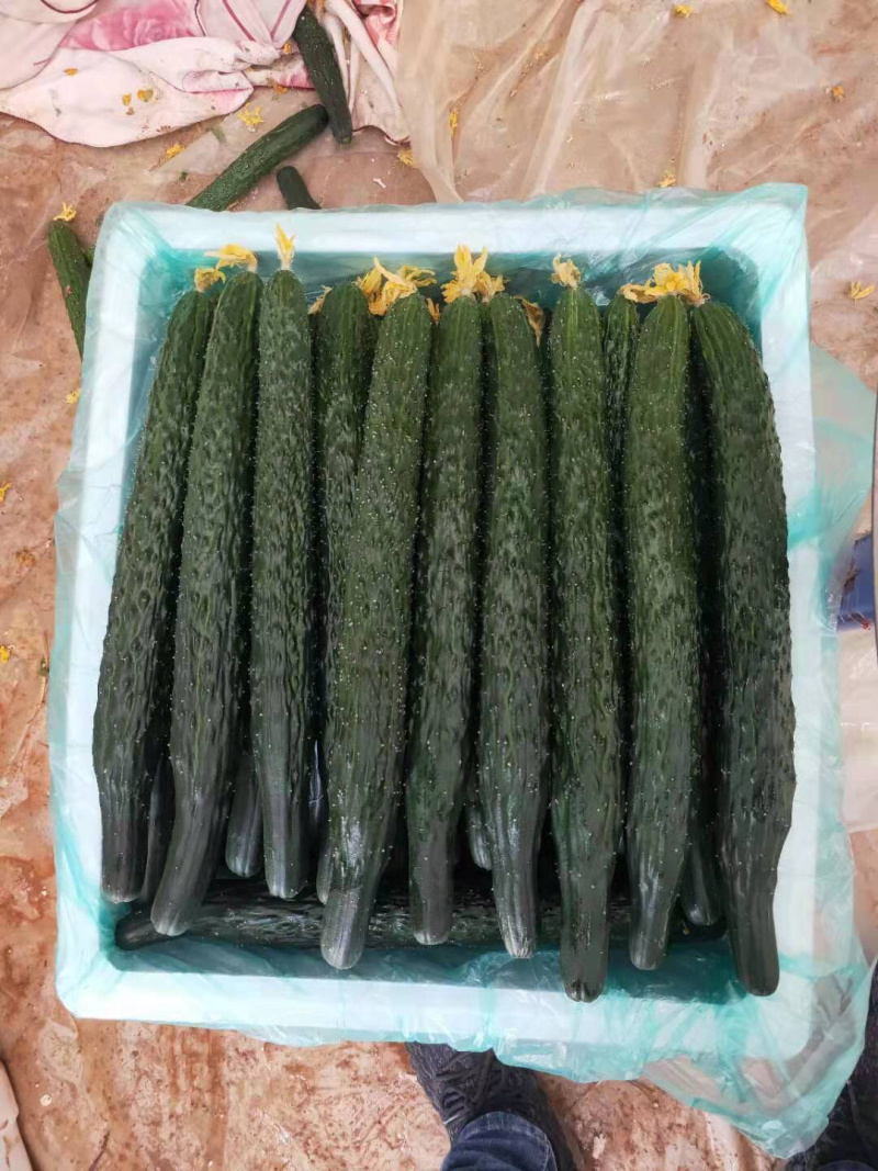 元谋精品黄瓜（果型好，口感佳，价格低，货源充足）