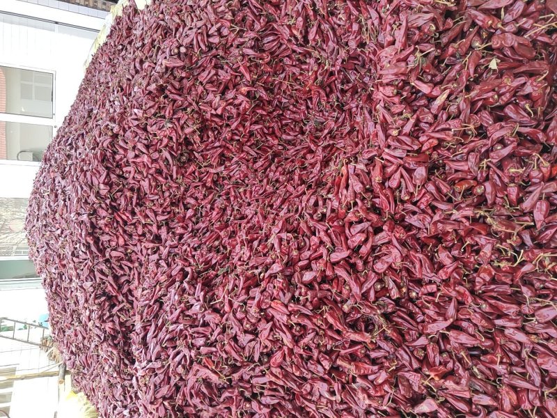 山西忻州北京红花皮大量上市欢迎新老顾客前来选购