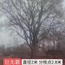 2米直径朴树王