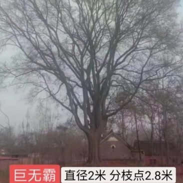 2米直径朴树王