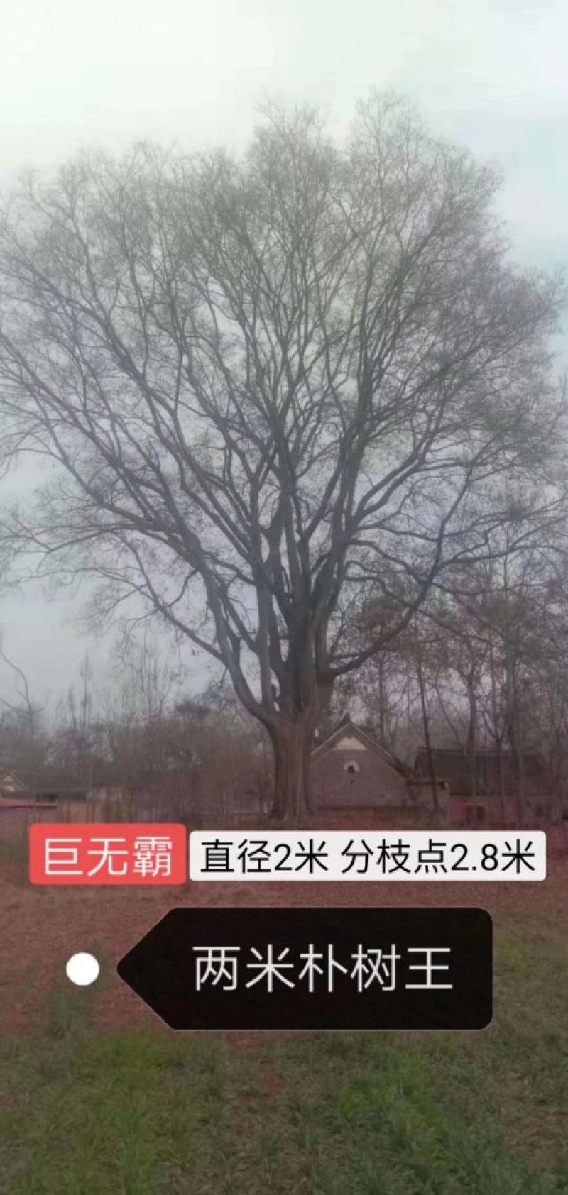 2米直径朴树王