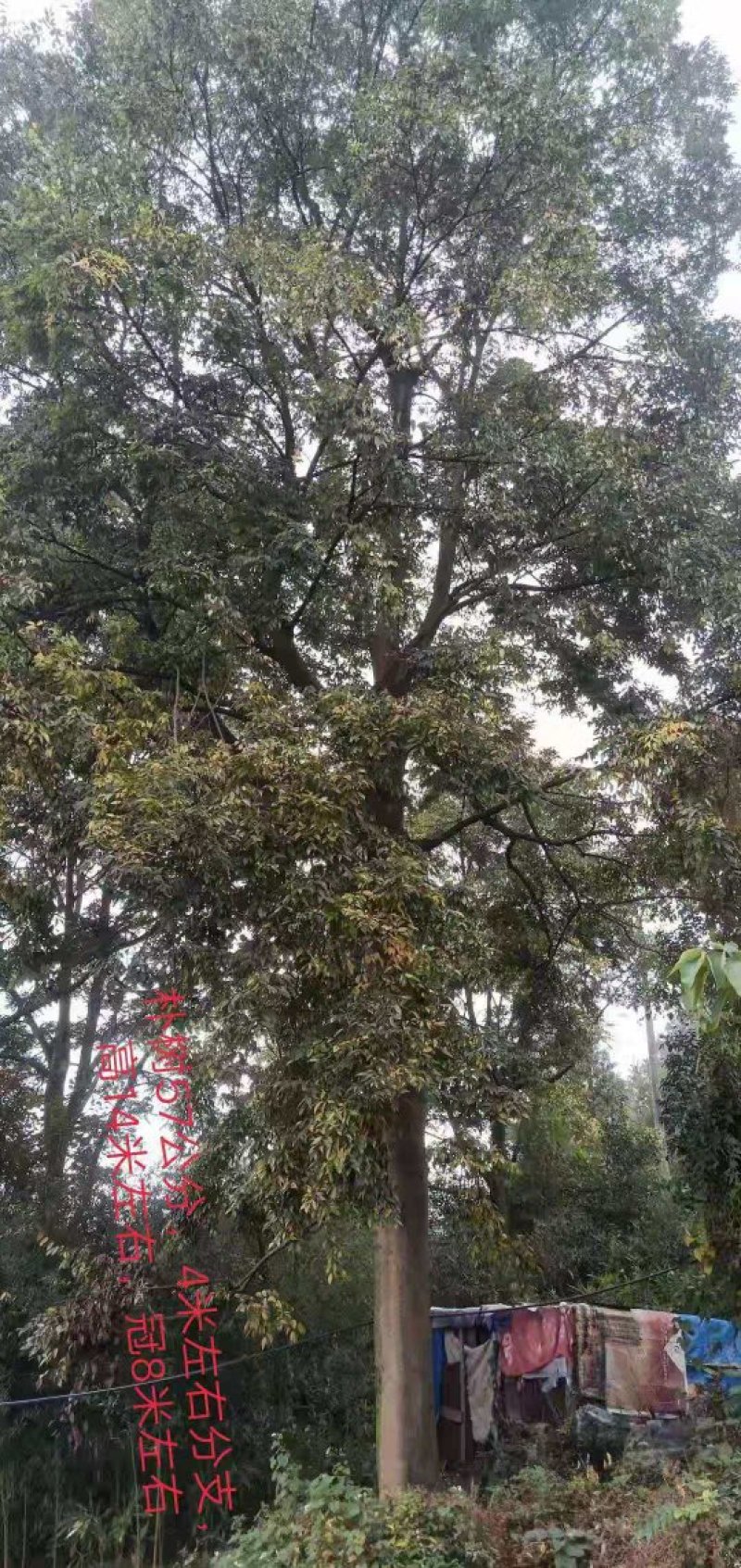2米直径朴树王