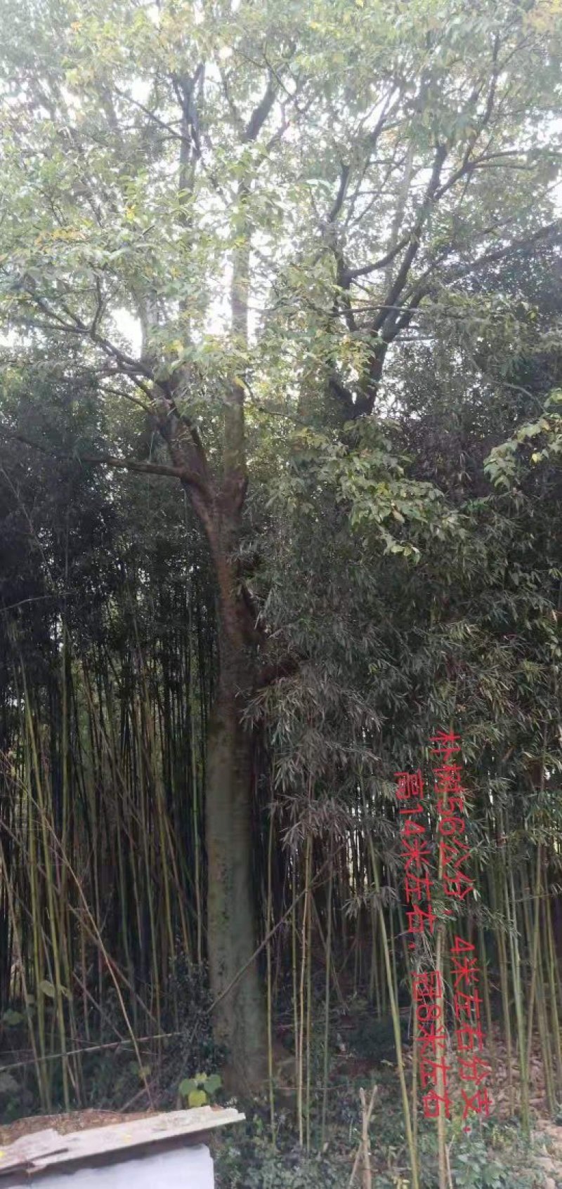 2米直径朴树王