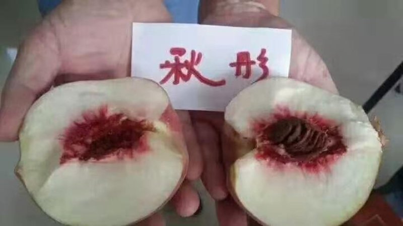 水密桃树苗销售苗木签订合同可视频看货秋彤黄桃晚熟桃苗