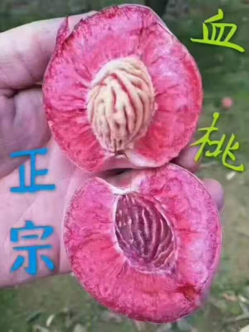 水密桃树苗销售苗木签订合同可视频看货秋彤黄桃晚熟桃苗