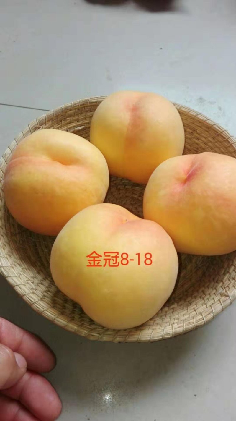 水密桃树苗销售苗木签订合同可视频看货秋彤黄桃晚熟桃苗