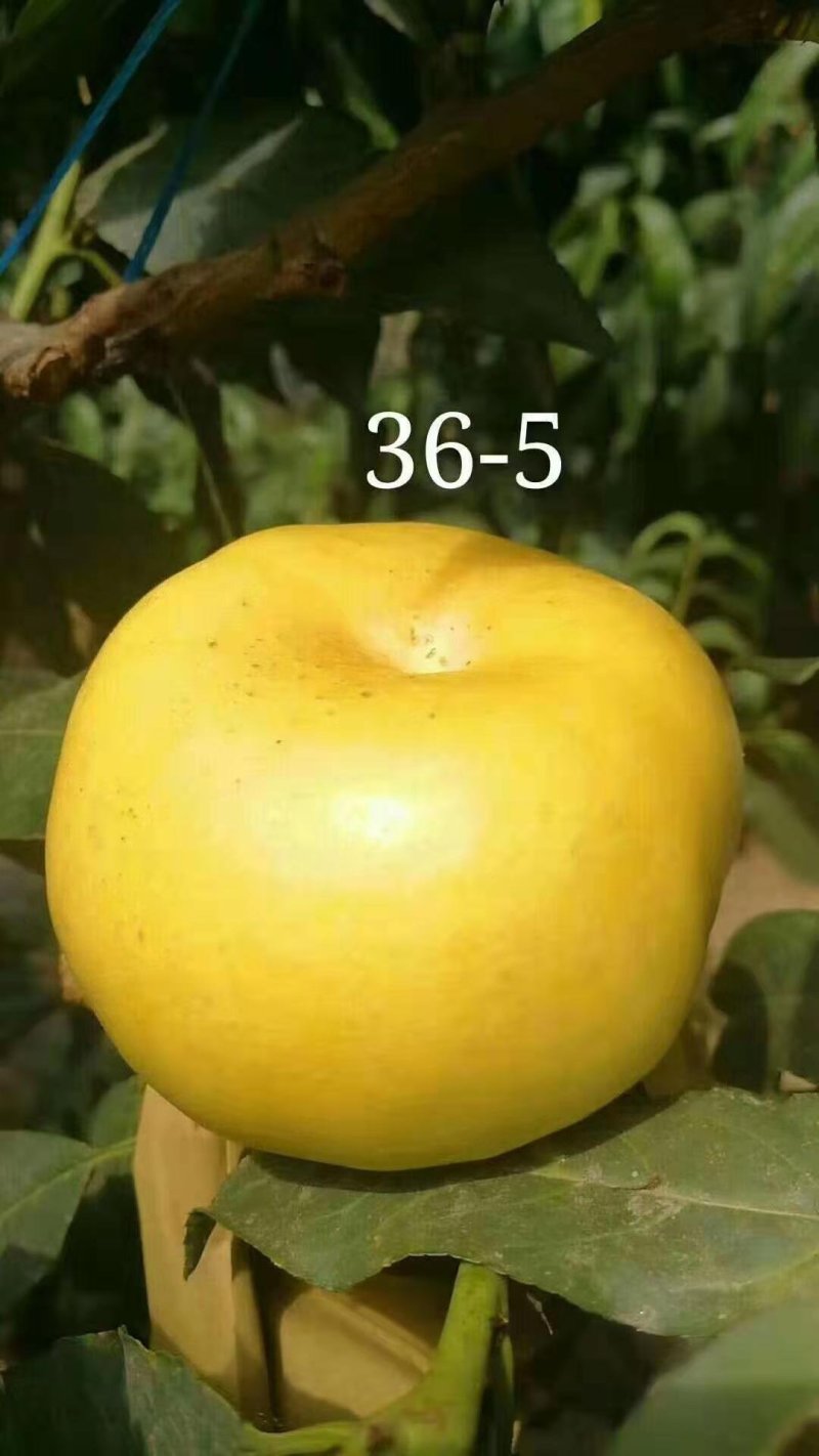水密桃树苗销售苗木签订合同可视频看货秋彤黄桃晚熟桃苗