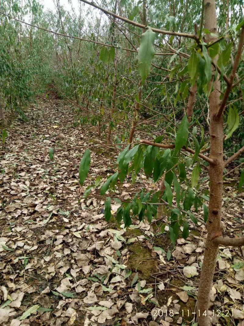 水密桃树苗销售苗木签订合同可视频看货秋彤黄桃晚熟桃苗