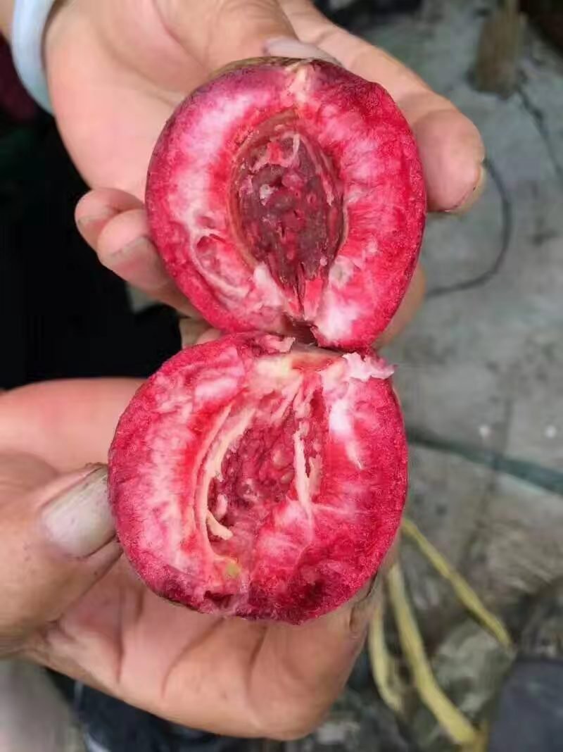 水密桃树苗销售苗木签订合同可视频看货秋彤黄桃晚熟桃苗