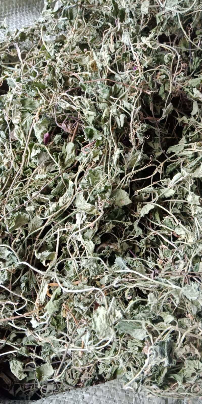 铜锤玉带草，珠珠草，地石榴